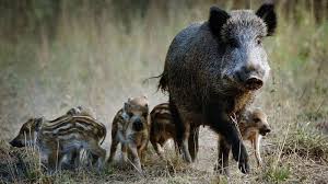 wild boar